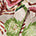 Swatch image for Pink